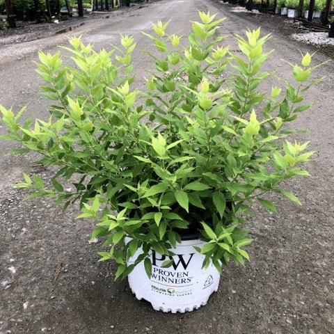 Deutzia gracilis - Chardonnay Pearls® Deutzia