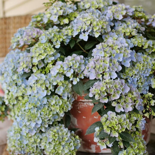 Hydrangea x - Fairytrail Fresco® Cascade Hydrangea