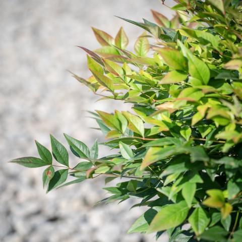 Nandina domestica - Gulf Stream Heavenly Bamboo
