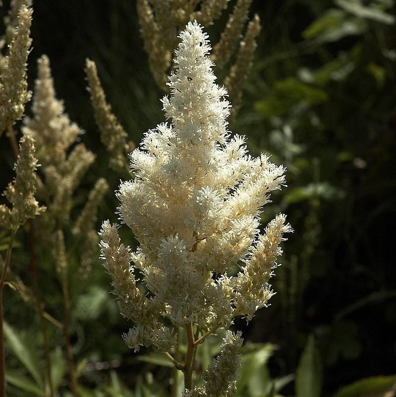 Astilbe japonica - Deutschland Japanese Astilbe