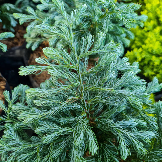 Chamaecyparis pisifera - True Blue Falsecypress
