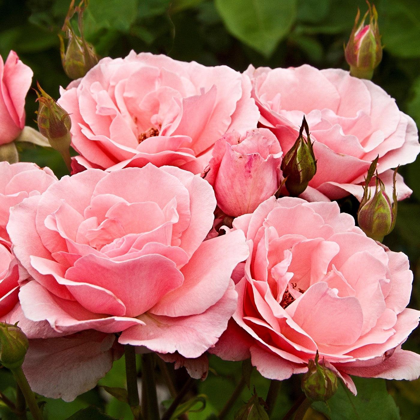 Rosa - Queen Elizabeth™ Grandiflora Rose