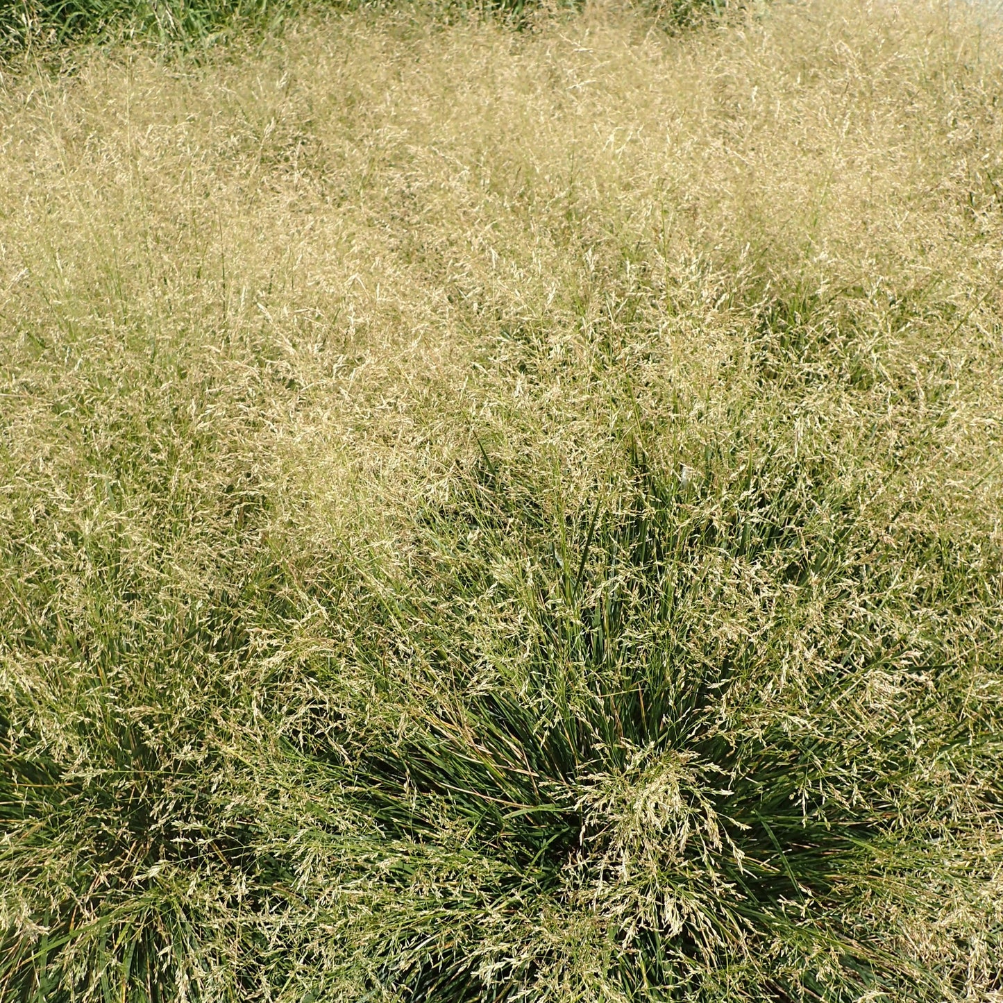 Deschampsia cespitosa - Golden Dew Tufted Hair Grass