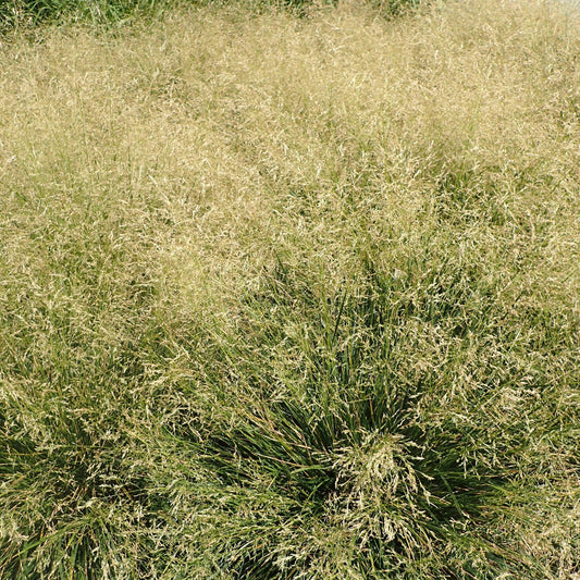 Deschampsia cespitosa - Golden Dew Tufted Hair Grass