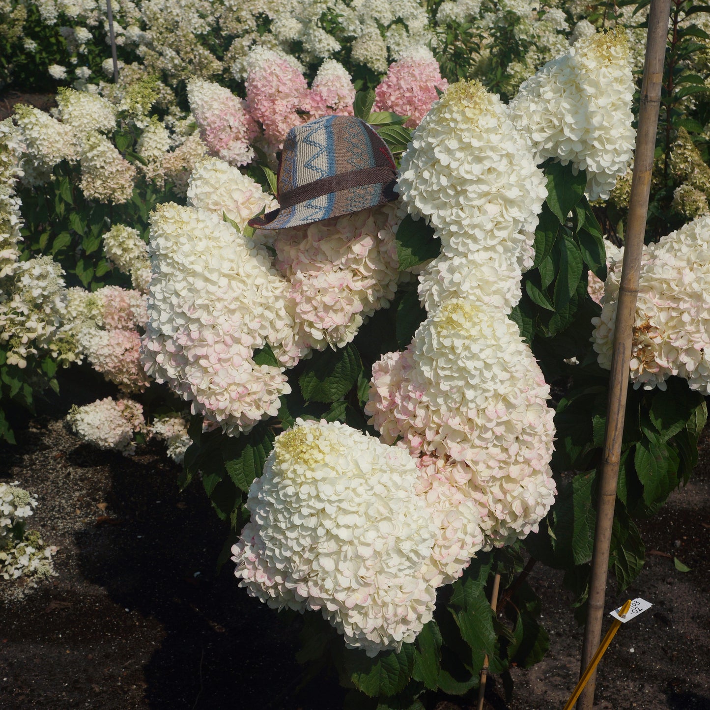 Hydrangea paniculata - Love-A-Lot™ Pink Hydrangea
