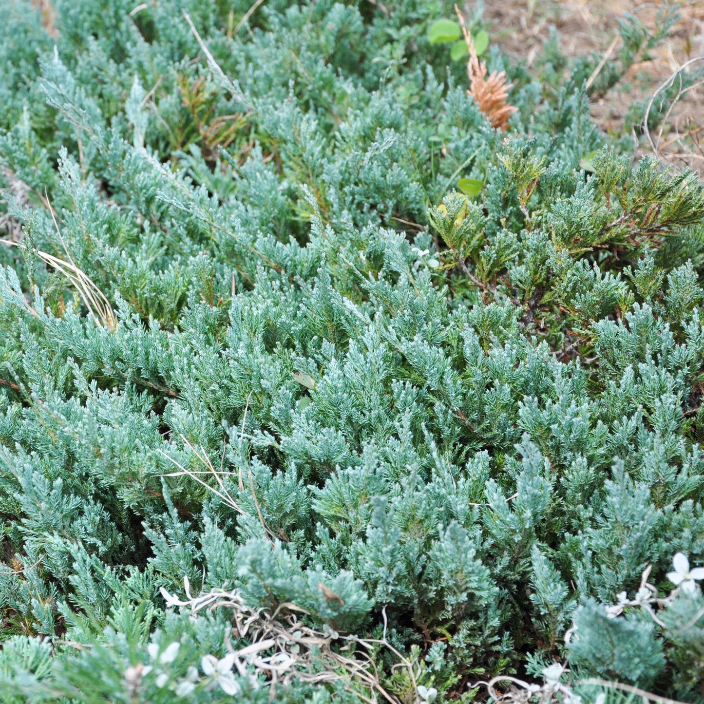 Juniperus horizontalis - Youngstown Creeping Juniper