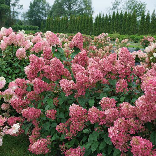 Hydrangea paniculata - Fire Light® Hardy Hydrangea