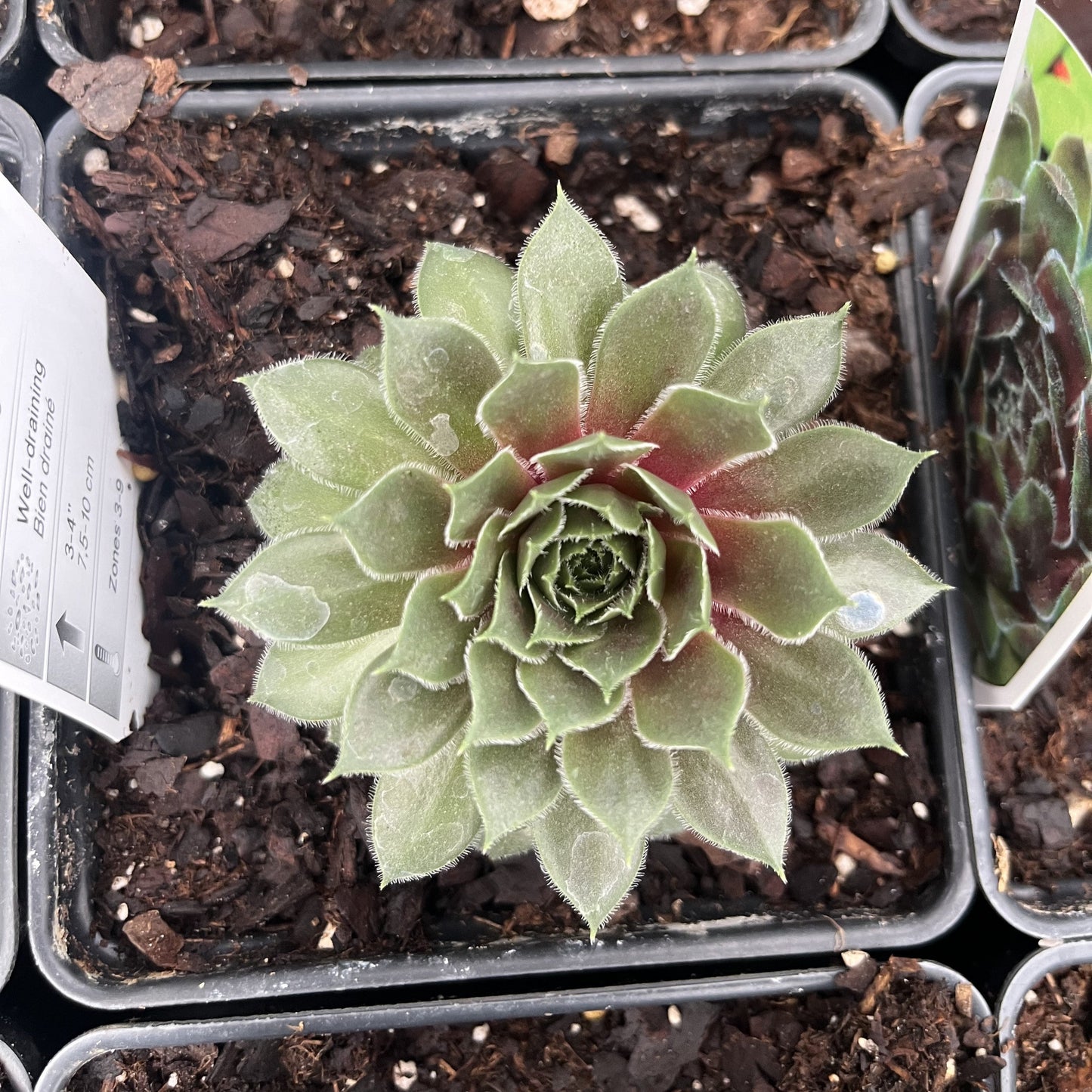 Sempervivum - Ruby Heart Hens and Chicks
