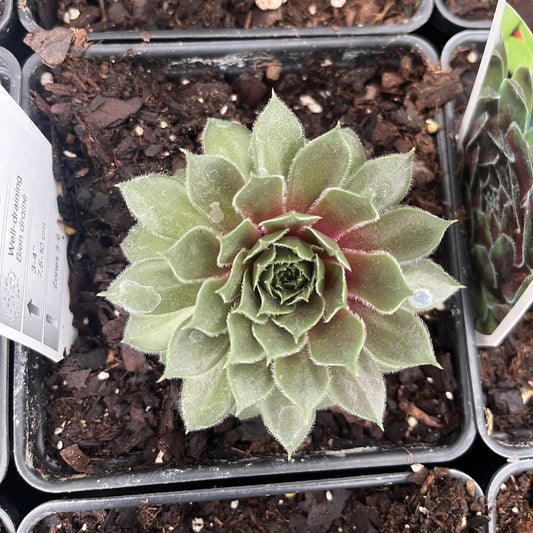 Sempervivum - Ruby Heart Hens and Chicks