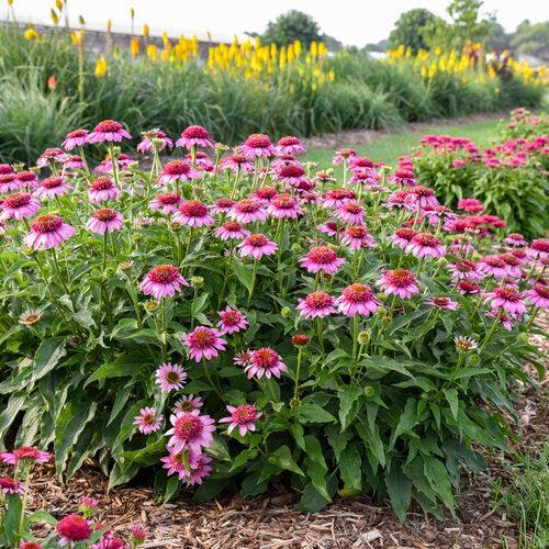 Echinacea - Double Coded® Everything's Rosy Echinacea