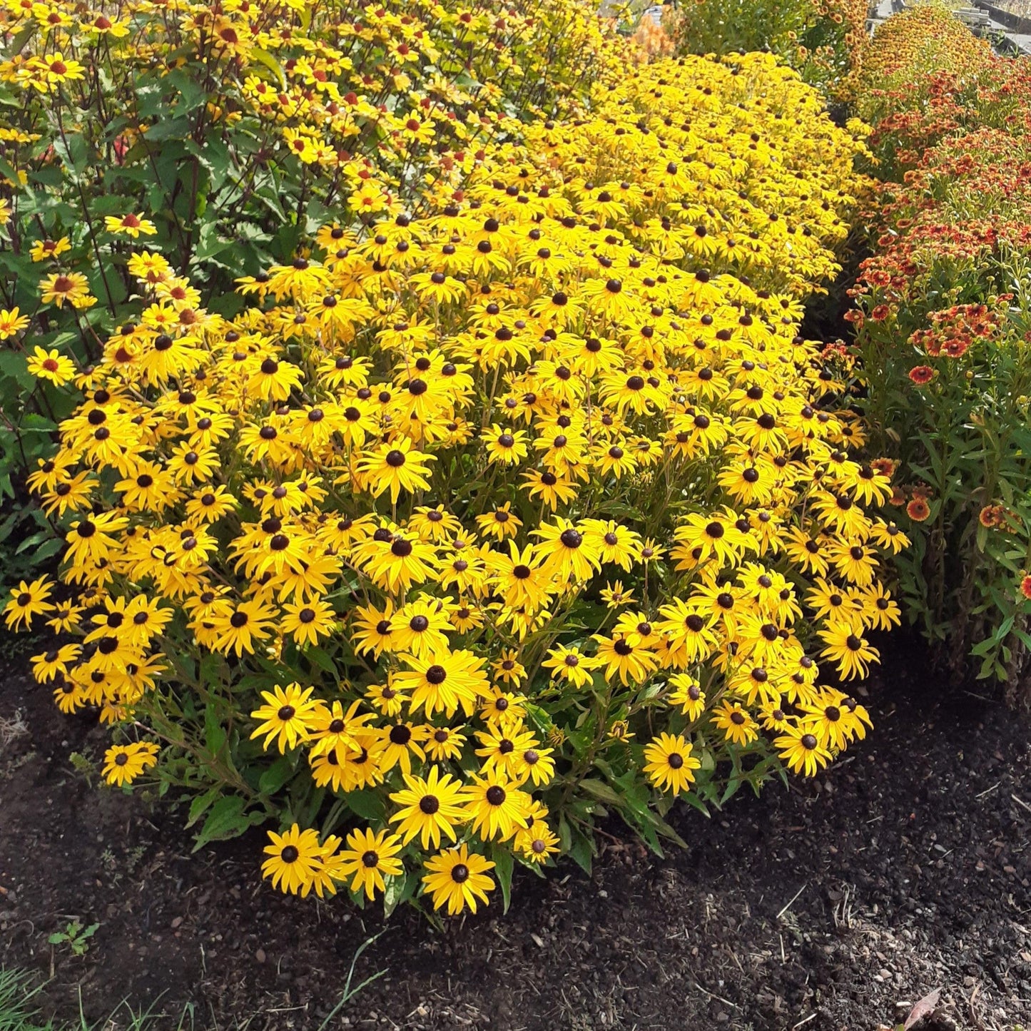 Rudbeckia fulgida var. sullivantii - Gold Blitz Black-Eyed Susan