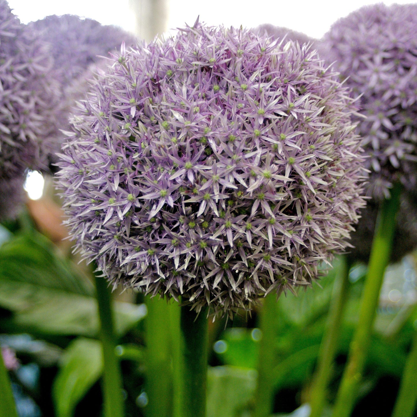 Allium - Globemaster Ornamental Onion