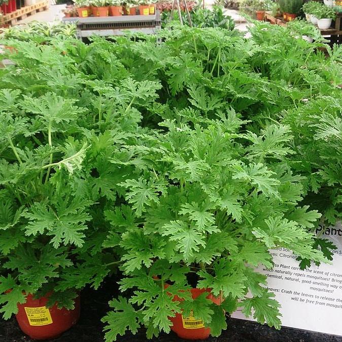Pelargonium graveolens - Citronella Scented Geranium