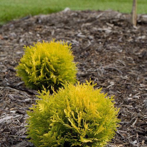 Thuja occidentalis - Anna's Magic Ball® Arborvitae