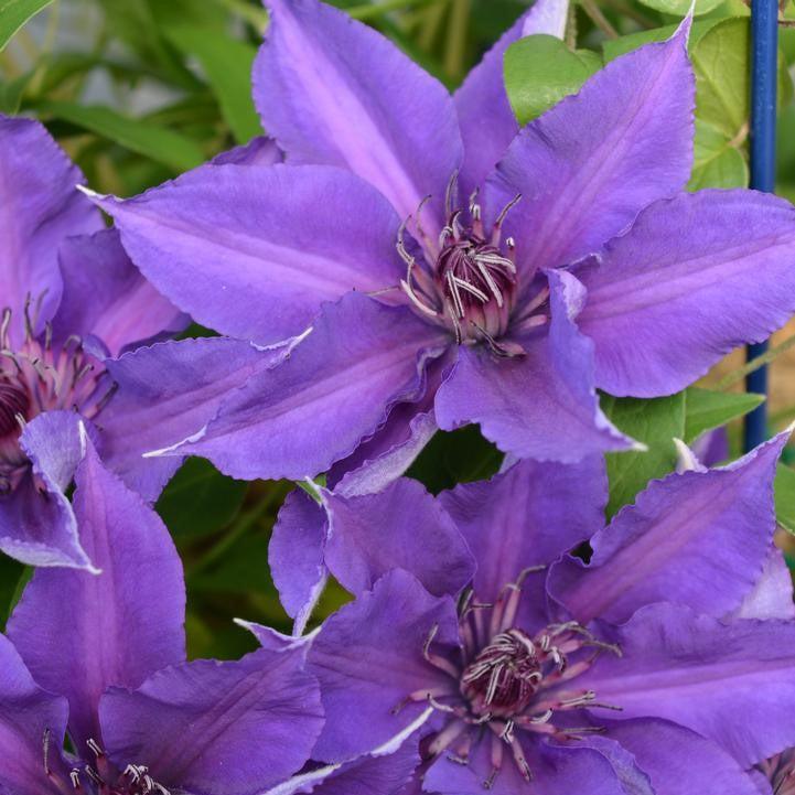 Clematis - Edda™ Clematis
