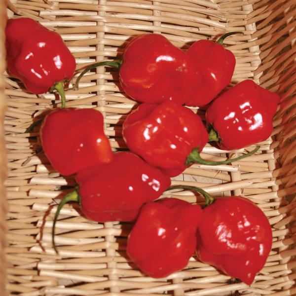 Capsicum annuum - Red Habanero Pepper