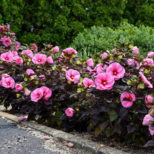 Hibiscus - Summerific® Edge of Night Hibiscus