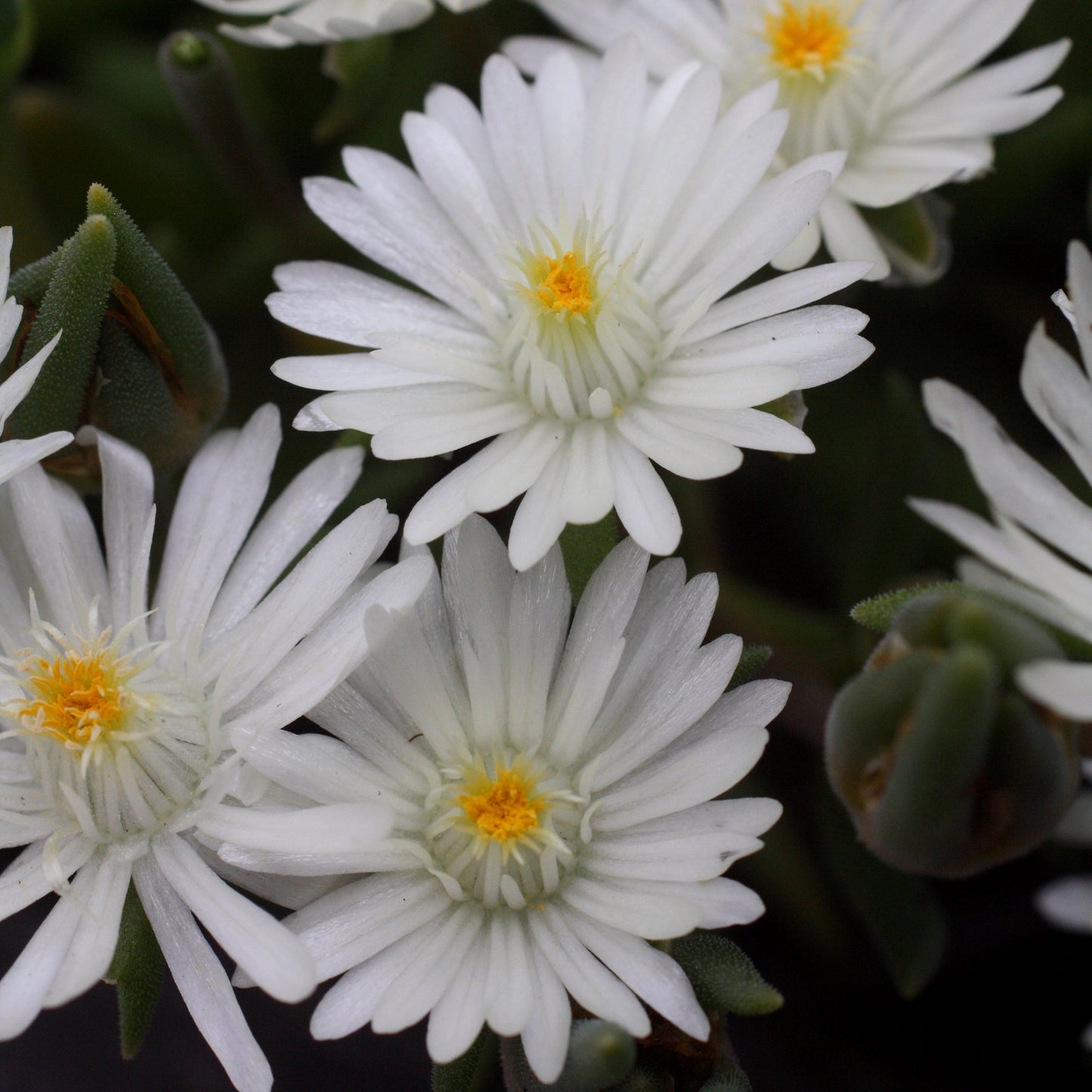 Delosperma cooperi - Jewel of Desert® Moonstone Ice Plant