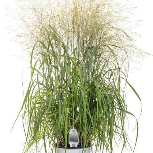 Panicum virgatum - Prairie Winds® Niagara Falls Switch Grass
