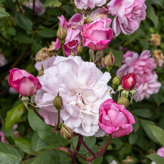 Rosa - Mary Delany® Climbing Rose