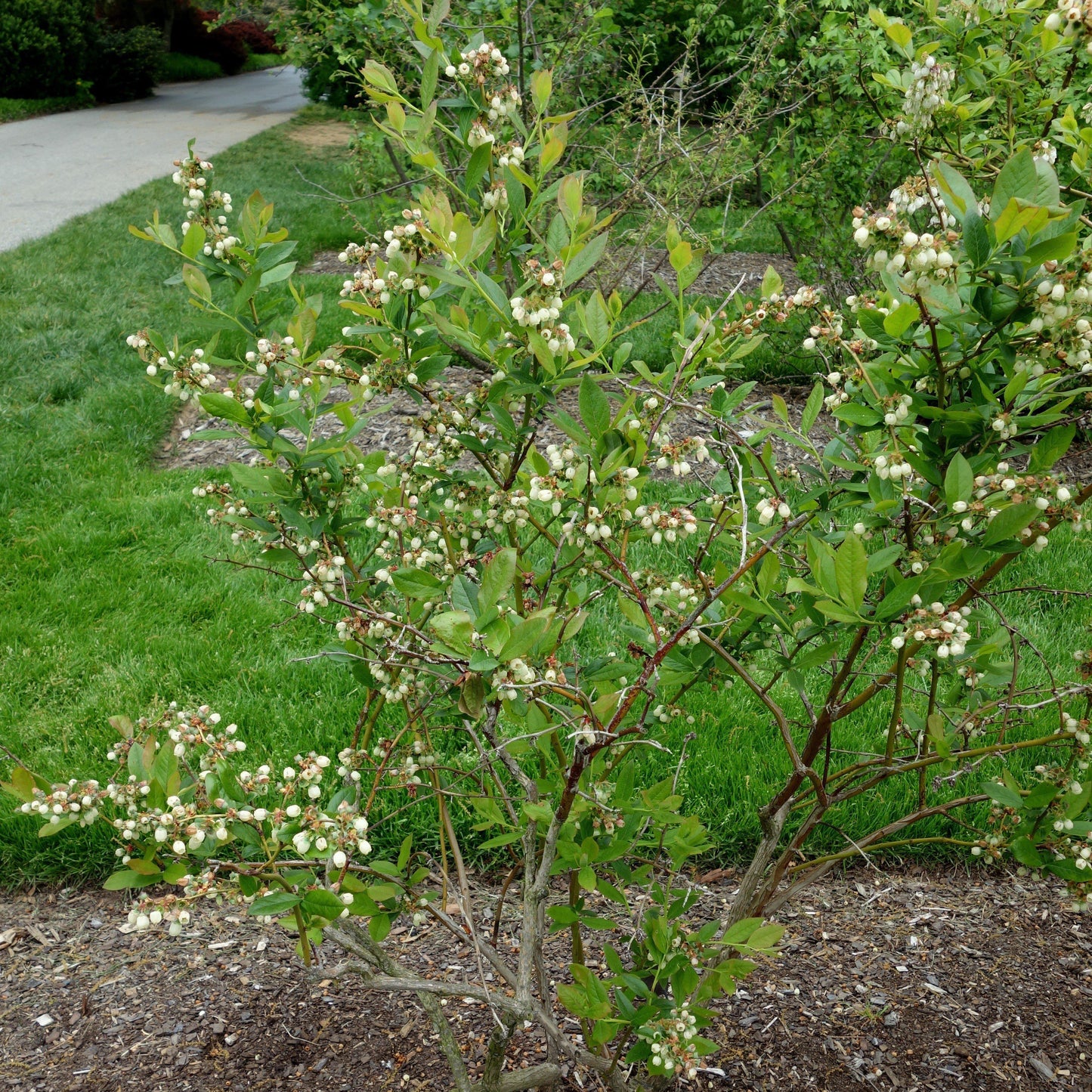 Vaccinium corymbosum - Patriot Highbush Blueberry