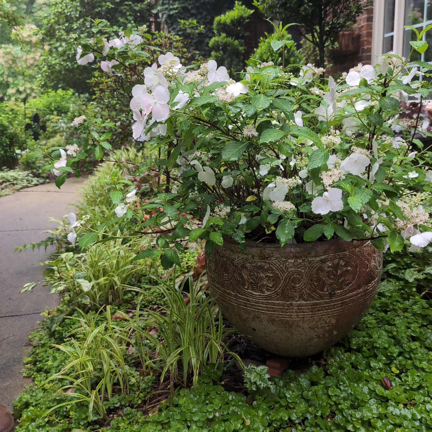 Hydrangea x - Fairytrail Bride® Cascade Hydrangea
