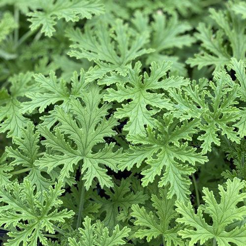 Pelargonium graveolens - Citronella Scented Geranium