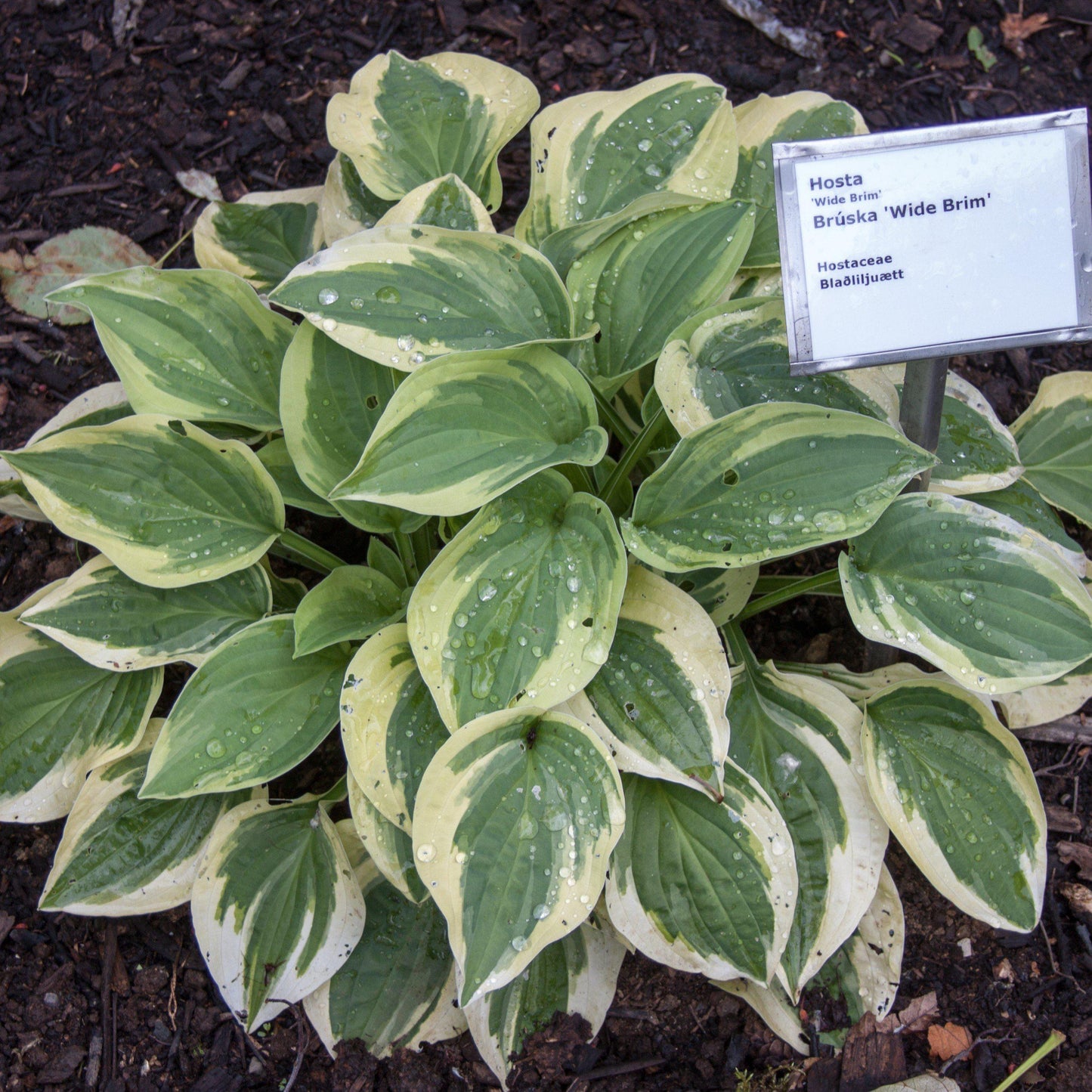 Hosta x  - Wide Brim Hosta