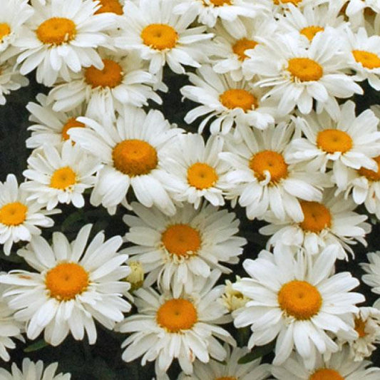 Leucanthemum x superbum - Whoops-a-Daisy Shasta Daisy