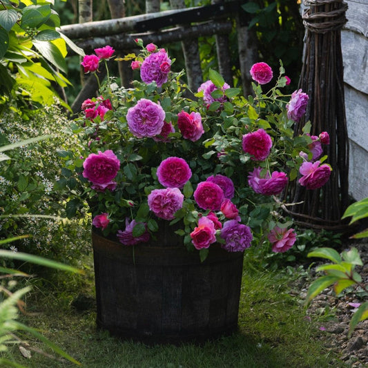 Rosa - Gabriel Oak Rose