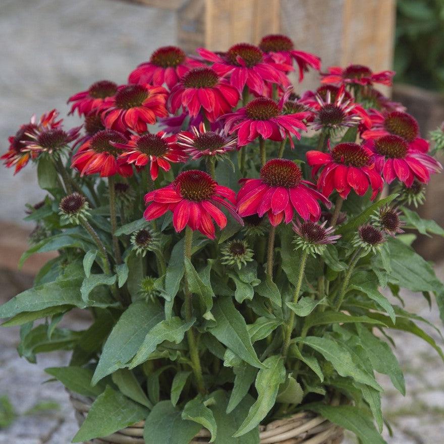 Echinacea purpurea - SunMagic® Vintage Ruby Echinacea