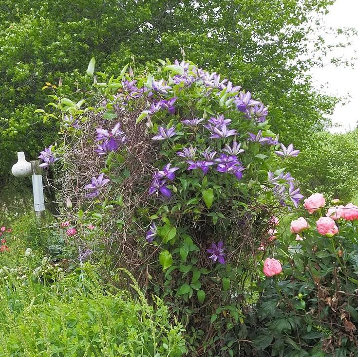 Clematis - The President Clematis