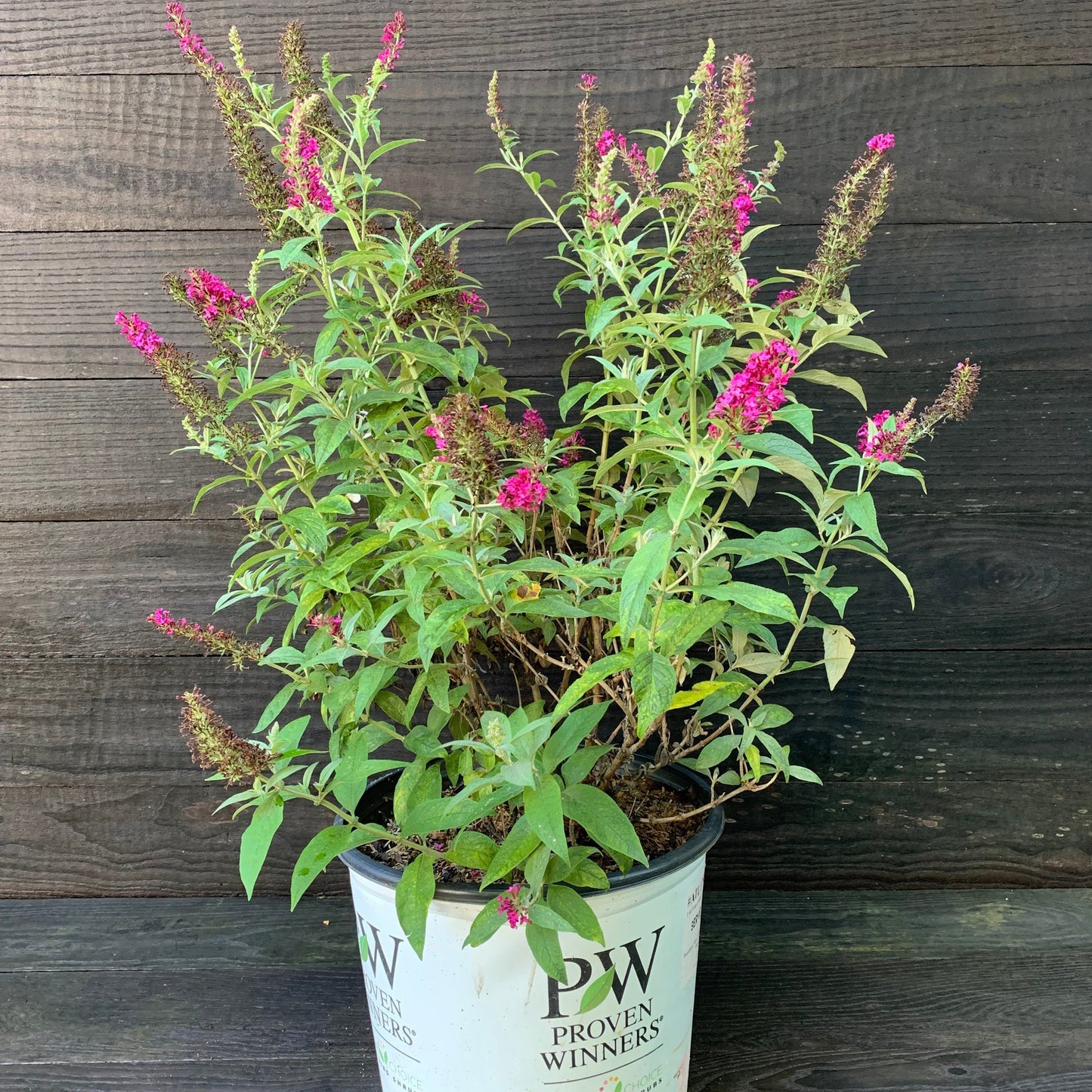 Buddleia - Miss Molly Butterfly Bush
