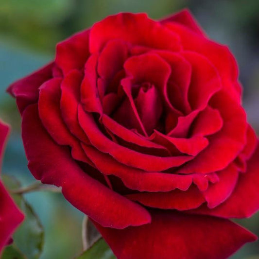 Rosa - Crimson Bouquet™ Rose