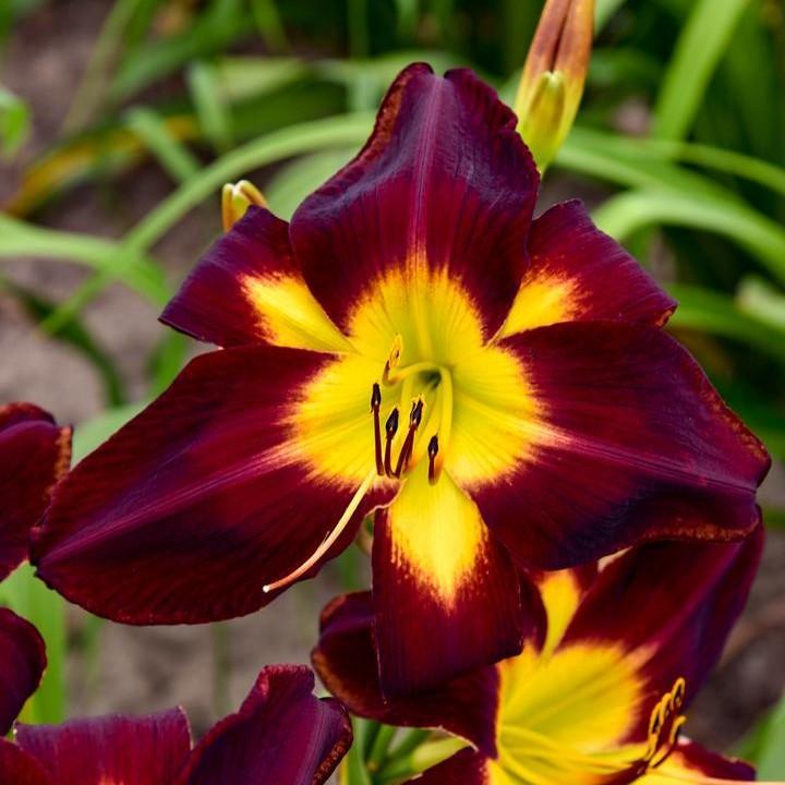 Hemerocallis  - Rainbow Rhythm® Persian Ruby Daylily