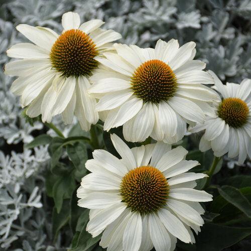 Echinacea - PW® Color Coded® The Price is White Echinacea