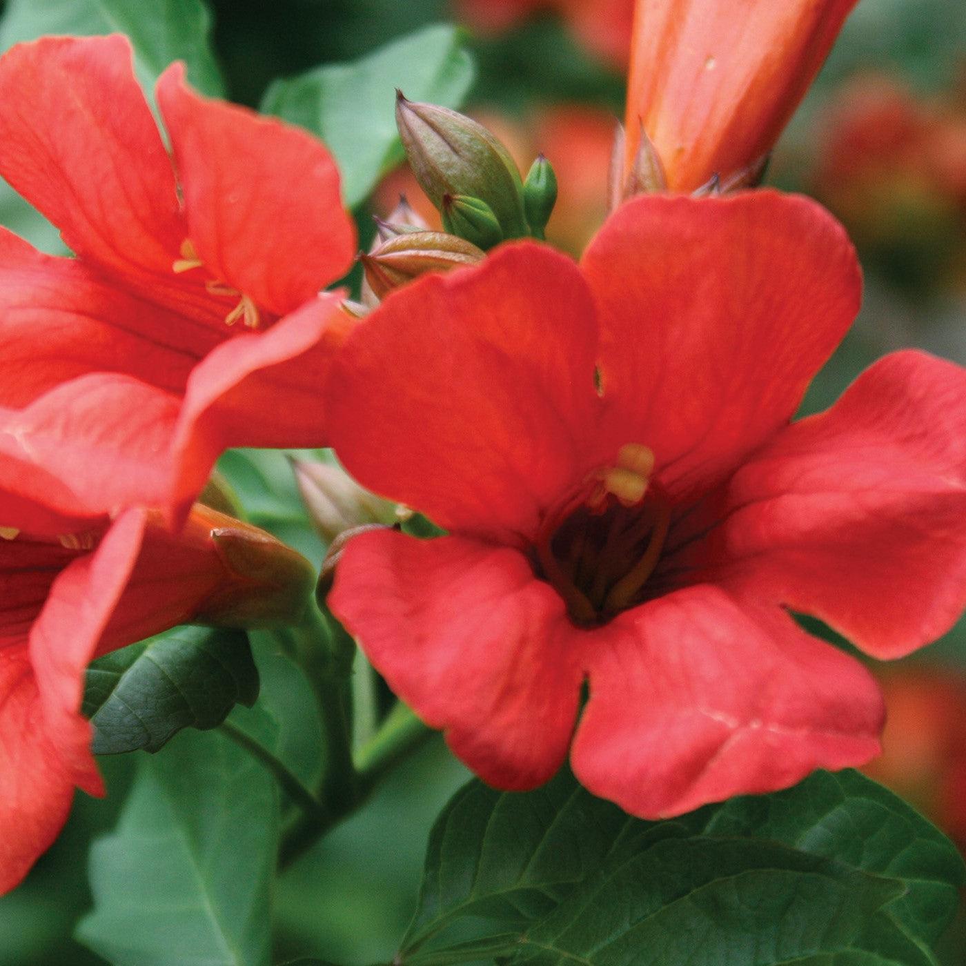 Campsis x tagliabuana - Summer Jazz™ Fire Campsis