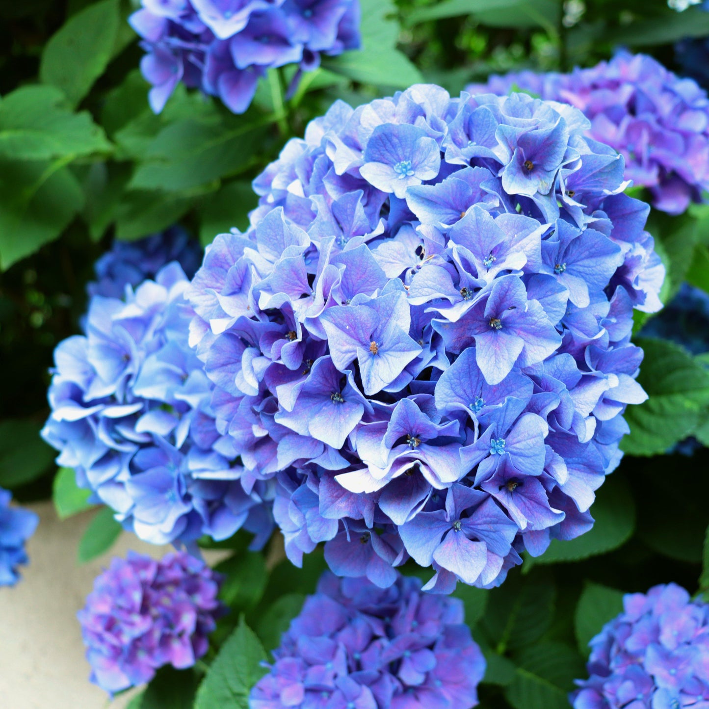 Hydrangea macrophylla - Nantucket Blue™ Hydrangea