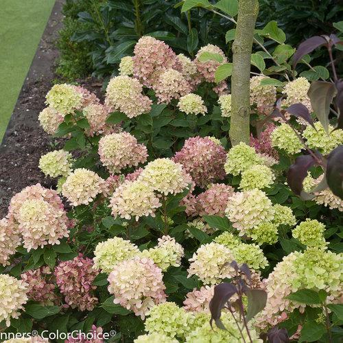 Hydrangea paniculata - Proven Winners® Little Lime® Hydrangea