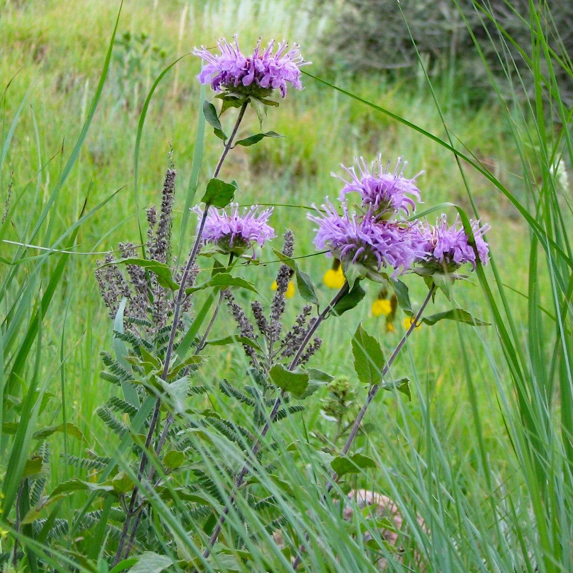 Monarda - Sugar Buzz® Blue Moon Bee Balm