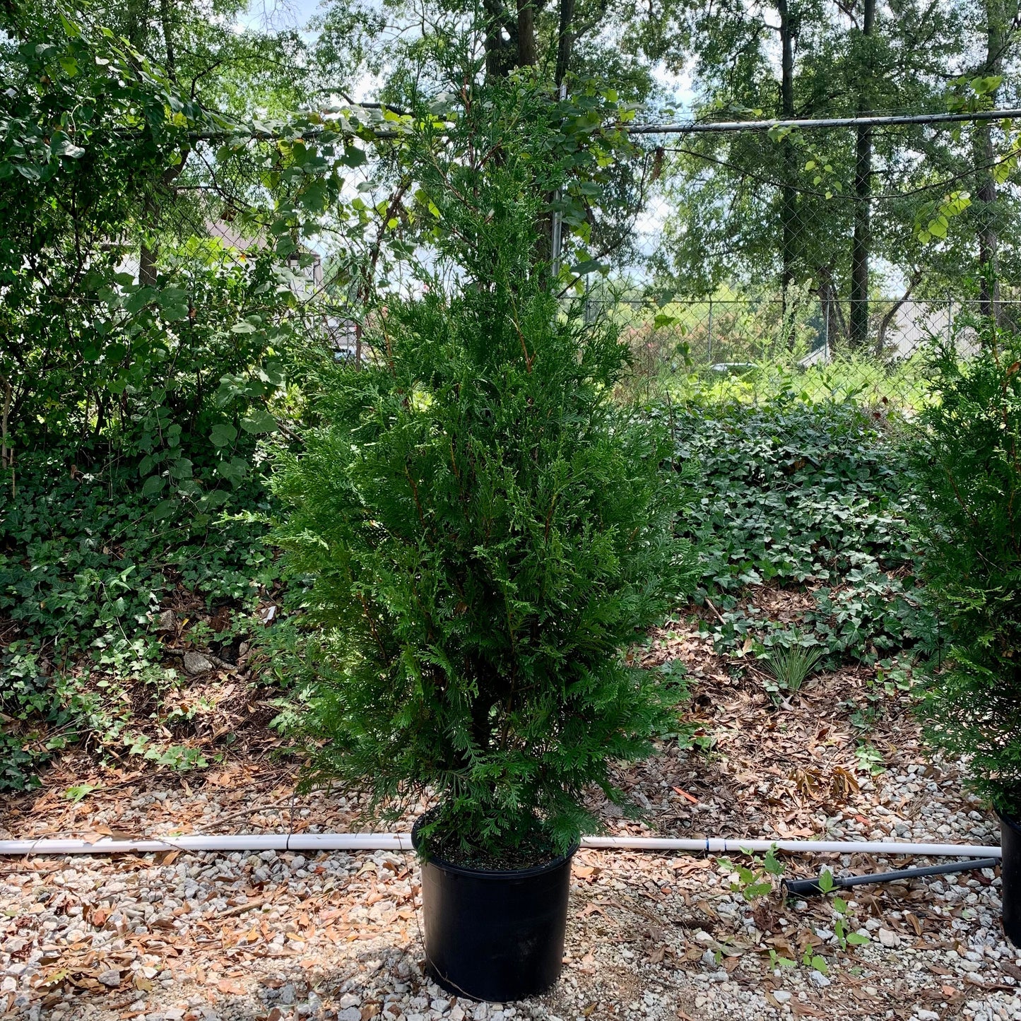Thuja standishii x plicata - Green Giant Arborvitae
