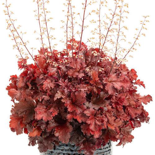Heuchera - Dolce® Cherry Truffles Heuchera