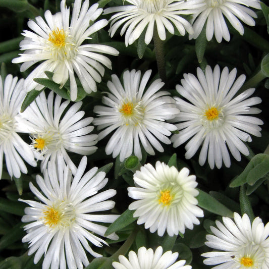 Delosperma cooperi - Jewel of Desert® Moonstone Ice Plant