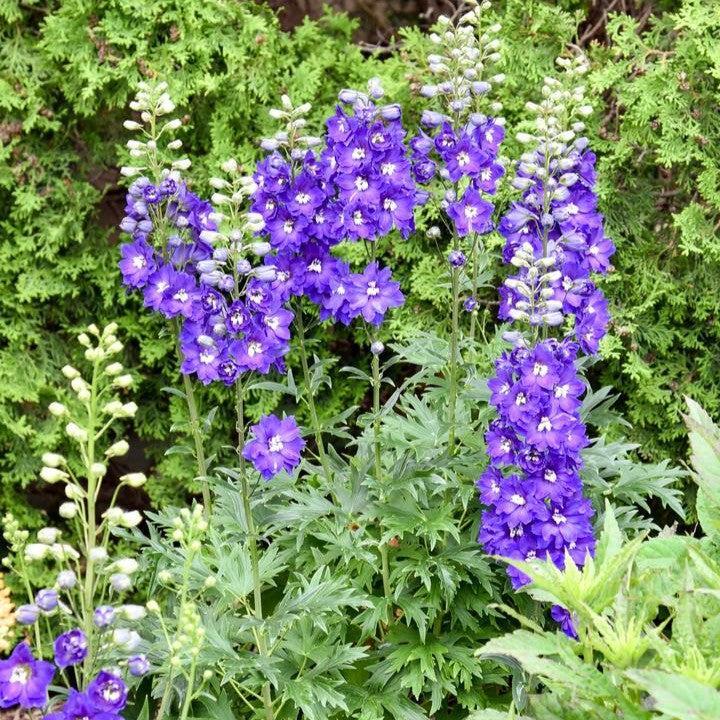 Delphinium elatum - PW® Violets Are Blue Delphinium