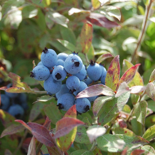 Vaccinium corymbosum - Pink Icing® Blueberry