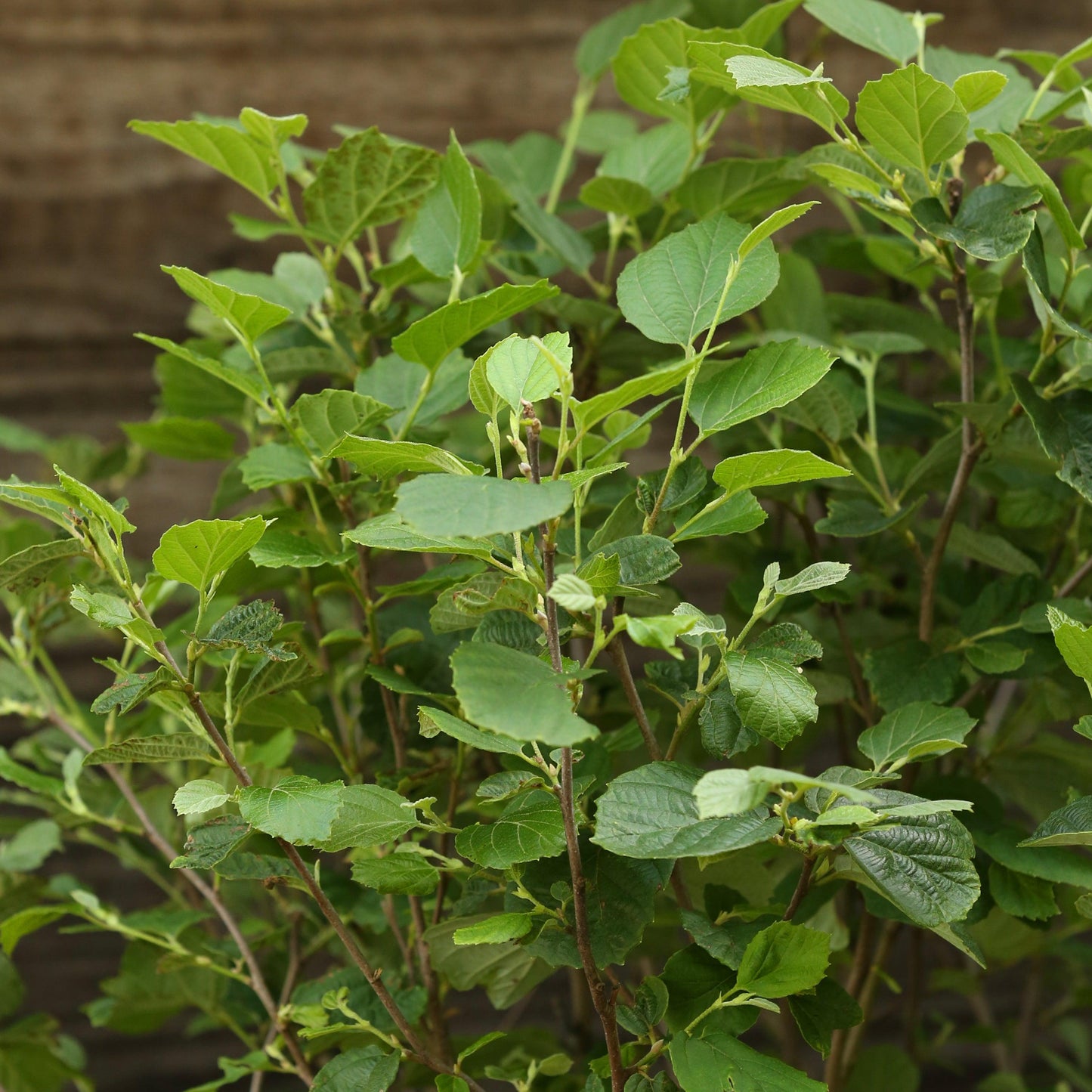 Fothergilla major - Mount Airy Fothergilla