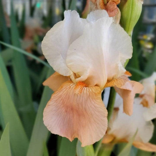 Iris germanica - Invitation Bearded Iris
