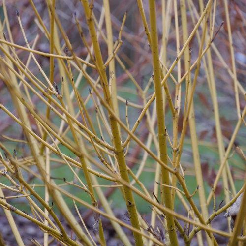 Cornus stolonifera - PW® Arctic Fire® Yellow Twig Dogwood