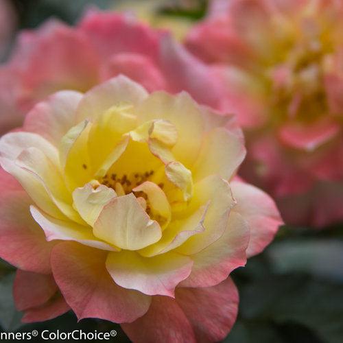 Rosa - PW® Color Choice® OSO Easy Italian Ice® Rose