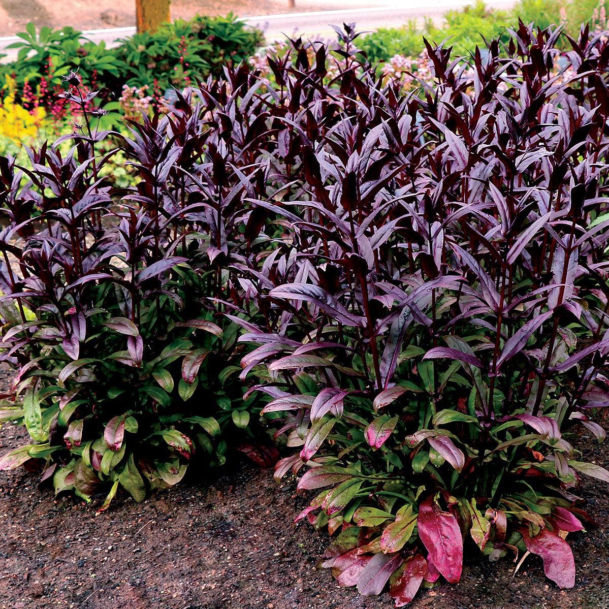 Penstemon digitalis - DAKOTA™ Burgundy Beardtongue